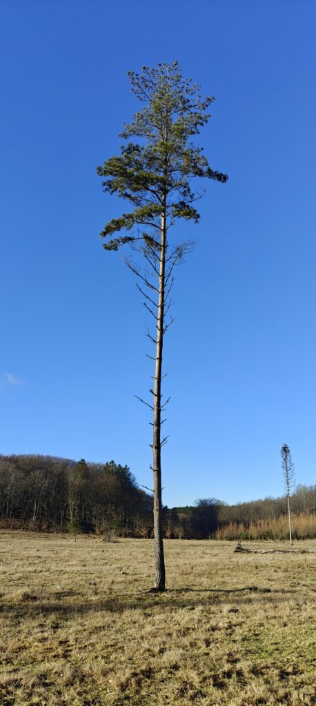 Højt, slankt fyrretræ står alene i åbent landskab under klar blå himmel.